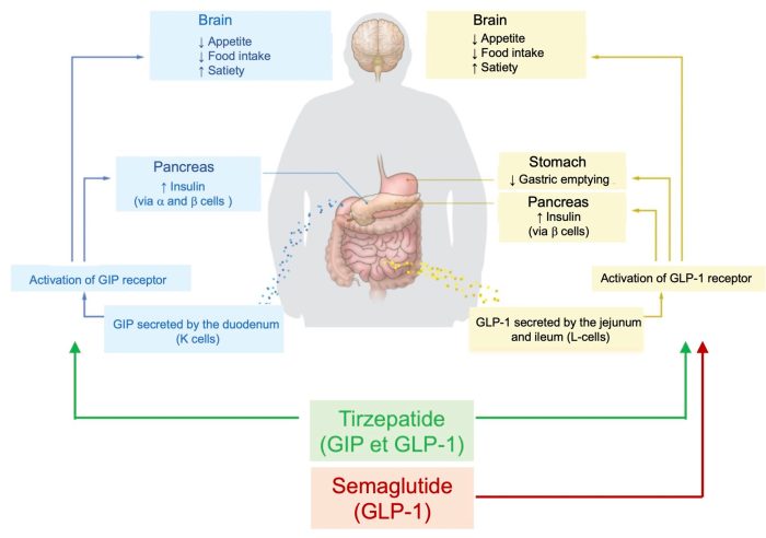 Understanding Mounjaro: A Guide for Type 2 Diabetes Patients | Phelps ...